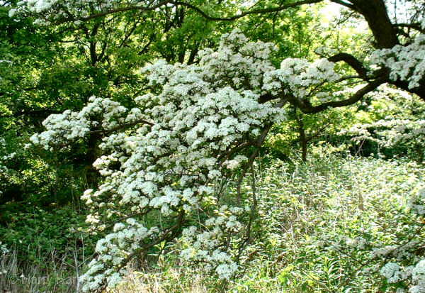 hawthorn blossom
